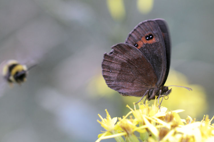 Erebia aethiops rubria: Bild 14