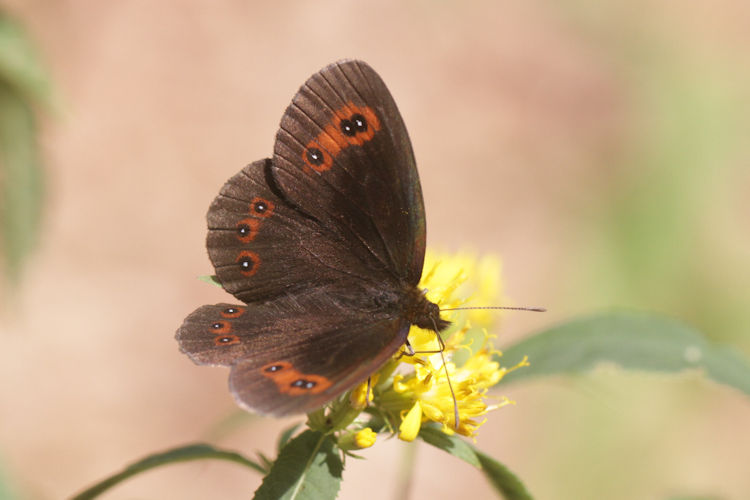 Erebia aethiops rubria: Bild 4