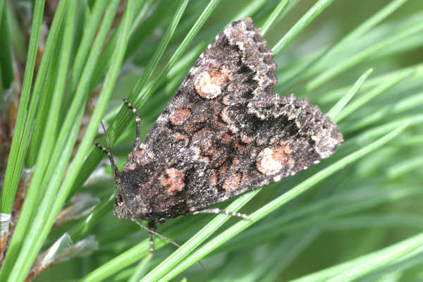 Apamea rubrirena: Bild 1