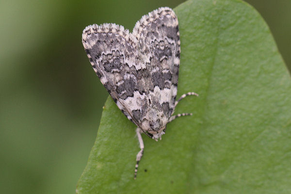 Bryophila domestica: Bild 3