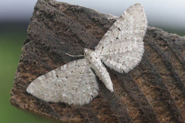 Eupithecia veratraria: Bild 2