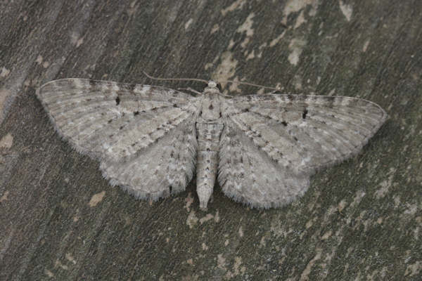 Eupithecia veratraria: Bild 3