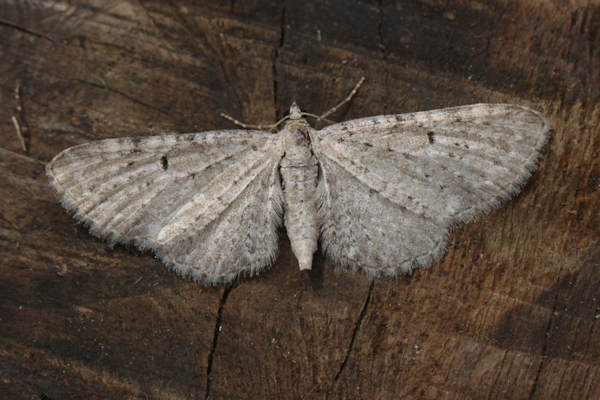 Eupithecia veratraria: Bild 4