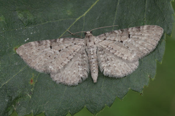 Eupithecia veratraria: Bild 5