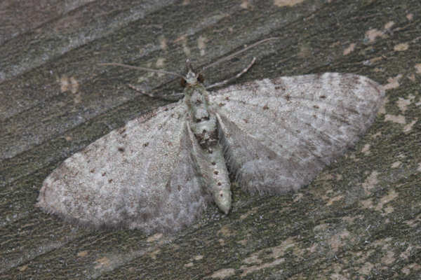 Pasiphila debiliata: Bild 5