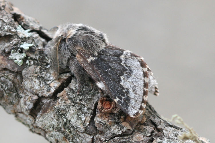 Poecilocampa alpina: Bild 2