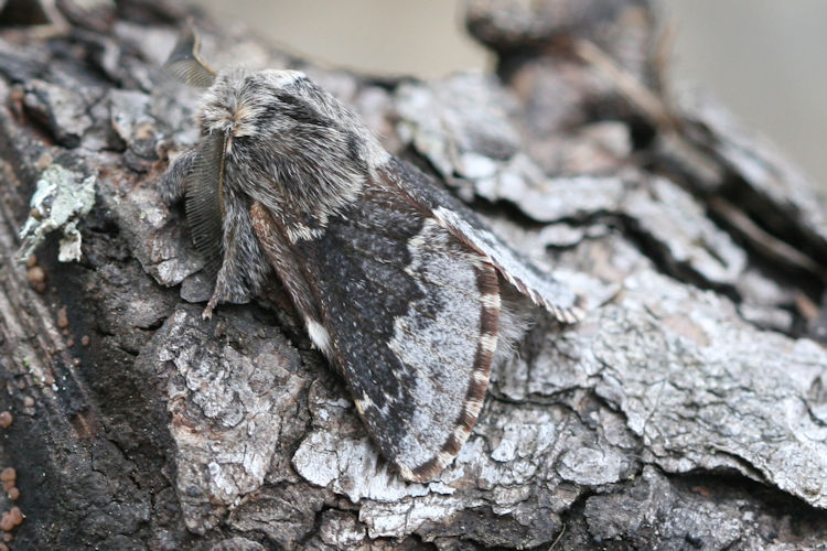 Poecilocampa alpina: Bild 3