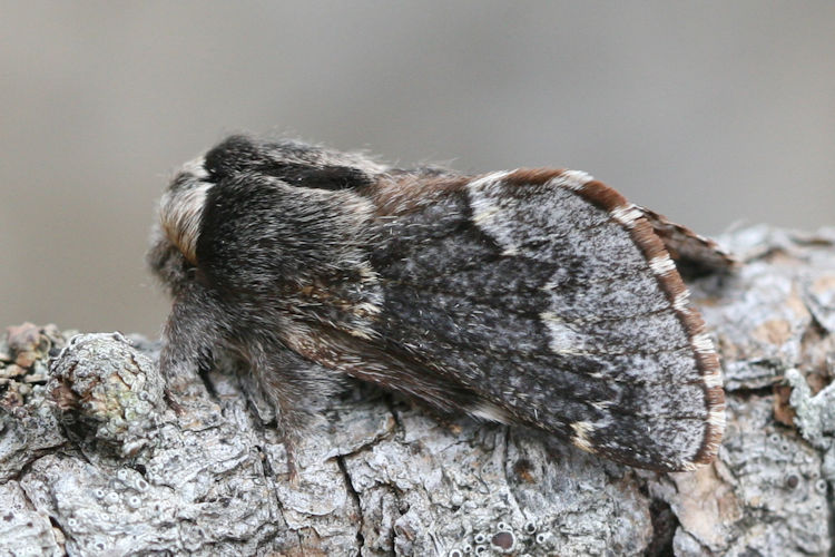 Poecilocampa alpina: Bild 4