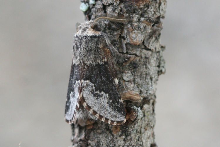 Poecilocampa alpina: Bild 6