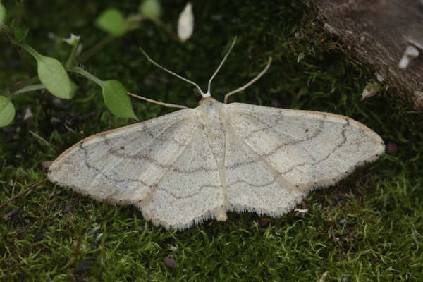 Idaea aversata: Bild 12