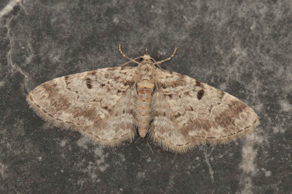 Eupithecia abietaria: Bild 6