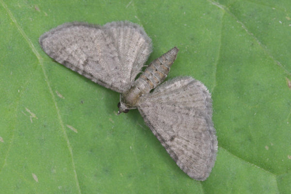 Eupithecia selinata: Bild 2