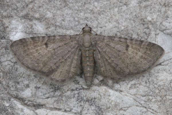 Eupithecia selinata: Bild 4