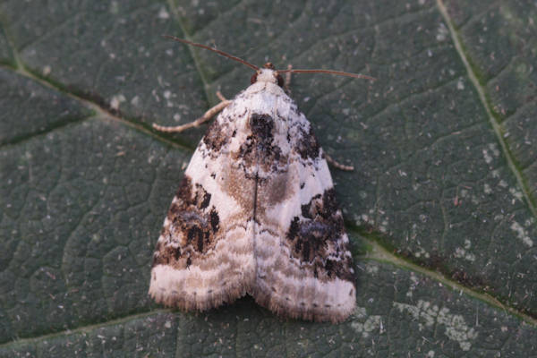 Pseudeustrotia candidula: Bild 3