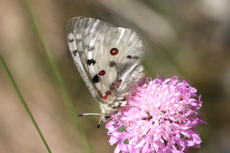 Parnassius apollo: Bild 29