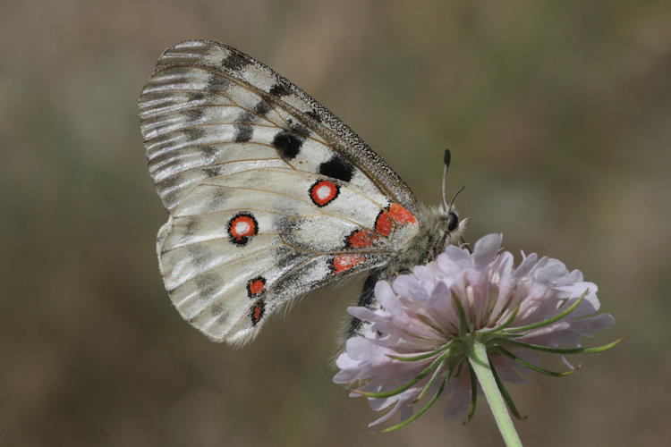 Parnassius apollo: Bild 30