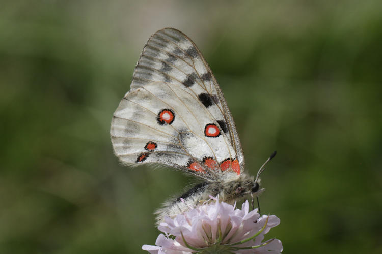 Parnassius apollo: Bild 31