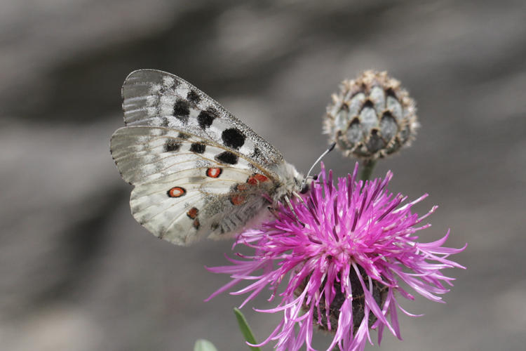 Parnassius apollo: Bild 33