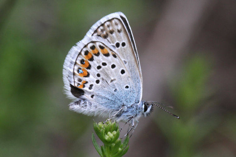 Plebejus argus: Bild 47