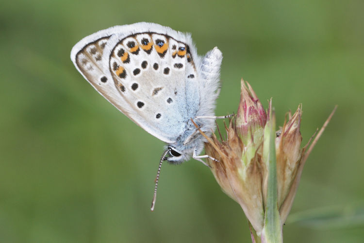 Plebejus argus: Bild 34