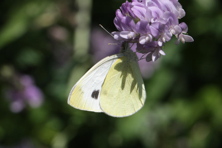 Pieris mannii alpigena: Bild 64