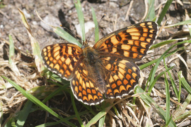 Melitaea phoebe: Bild 7