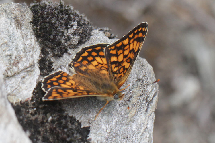 Melitaea phoebe: Bild 8