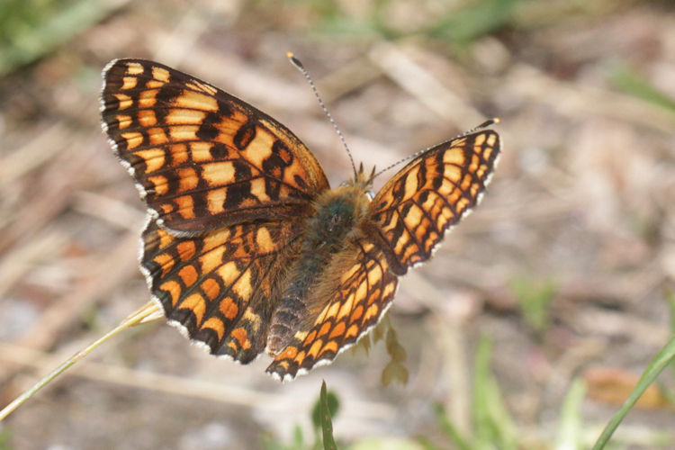 Melitaea phoebe: Bild 9