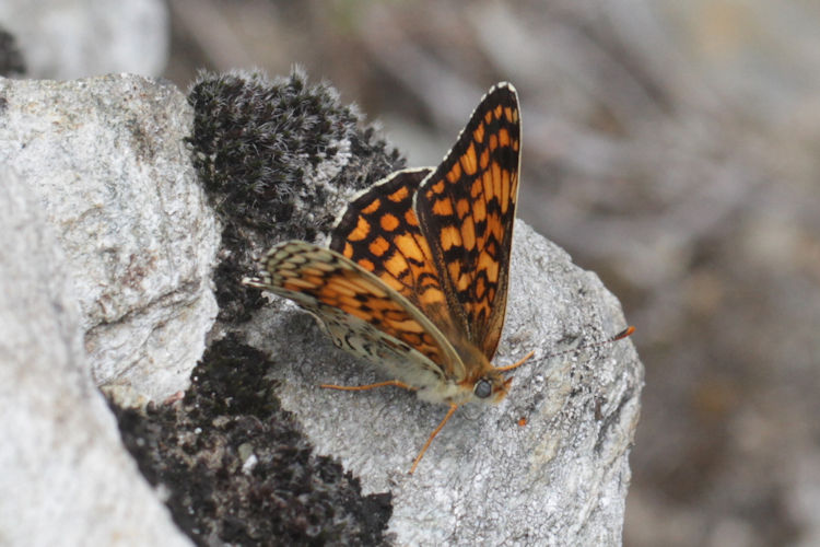 Melitaea phoebe: Bild 11