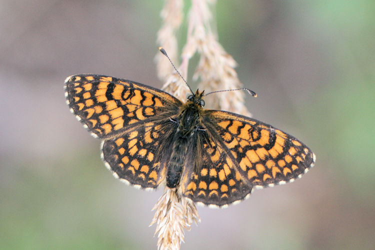 Melitaea phoebe: Bild 18