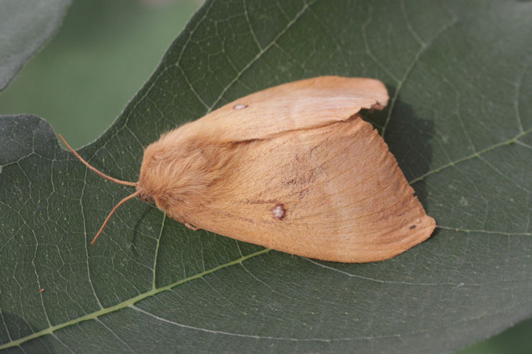 Lasiocampa quercus: Bild 13