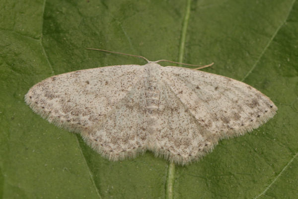 Scopula marginepunctata: Bild 45