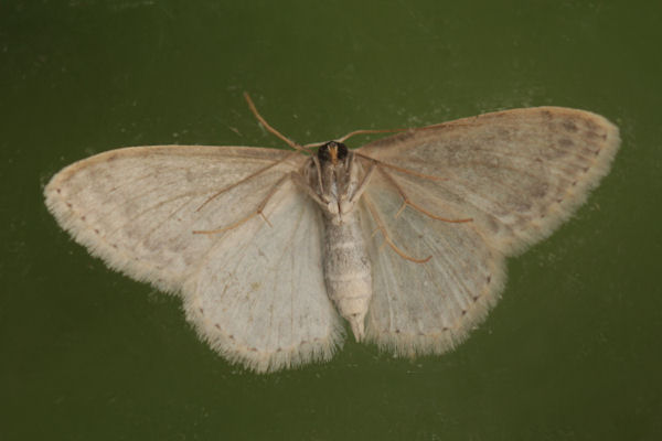 Scopula marginepunctata: Bild 69