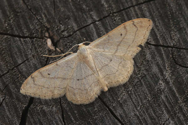 Idaea aversata: Bild 13