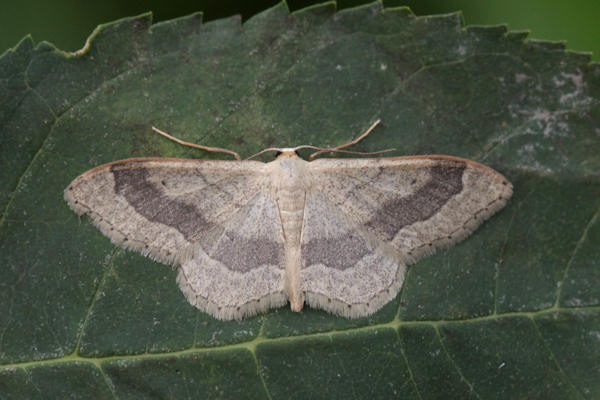 Idaea aversata: Bild 14