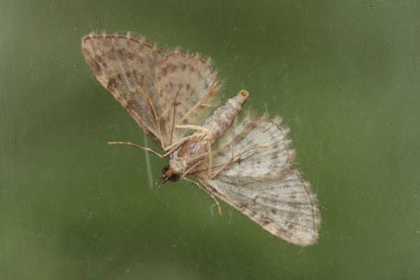 Gymnoscelis rufifasciata: Bild 35