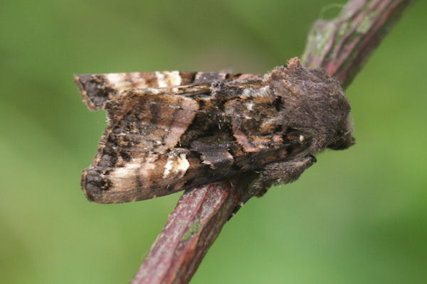 Euplexia lucipara: Bild 1