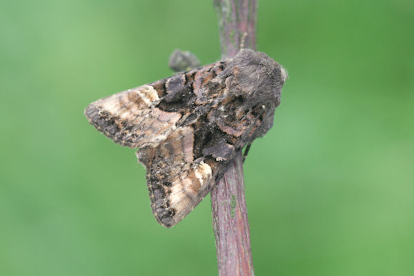 Euplexia lucipara: Bild 2