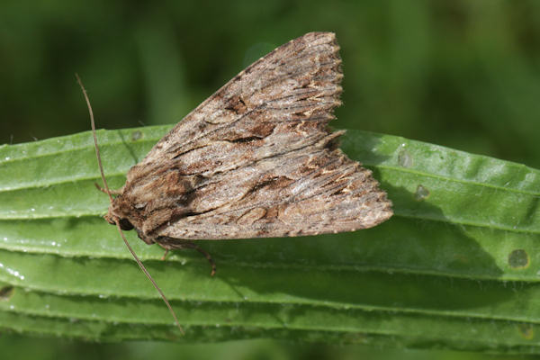 Apamea monoglypha: Bild 17