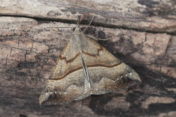 Hypena proboscidalis: Bild 5