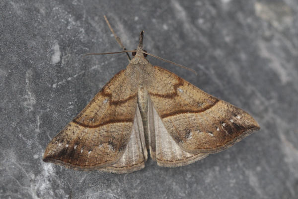 Hypena proboscidalis: Bild 7