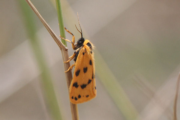 Setina aurita: Bild 13