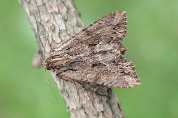 Apamea monoglypha: Bild 2