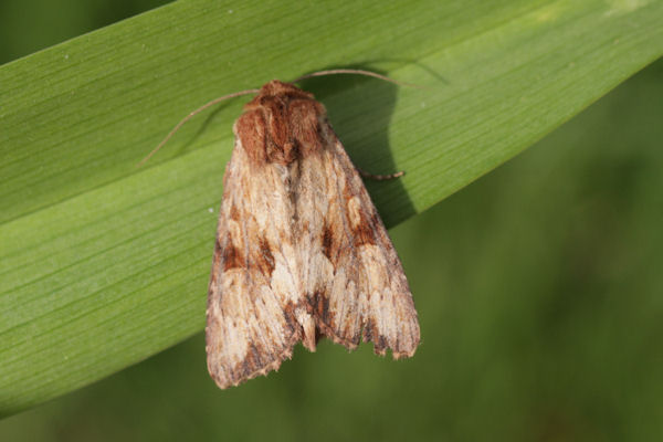 Apamea sublustris: Bild 3