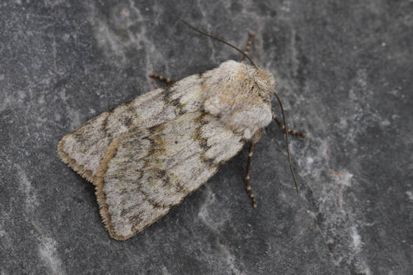 Agrotis simplonia: Bild 11