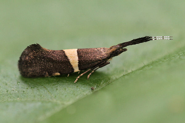 Eidophasia messingiella: Bild 2