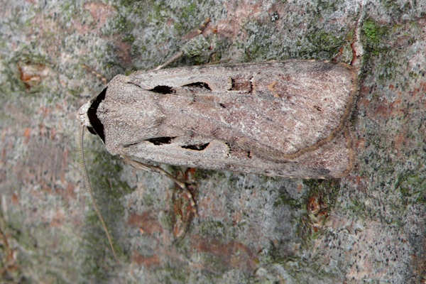 Dichagyris flammatra: Bild 1