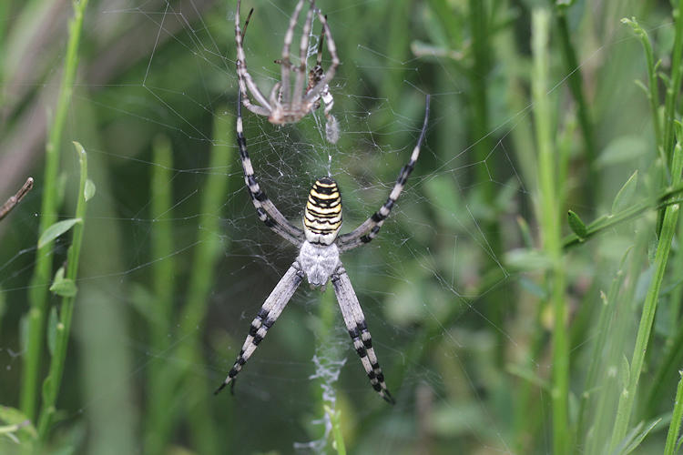 Argiope bruennichi: Bild 1