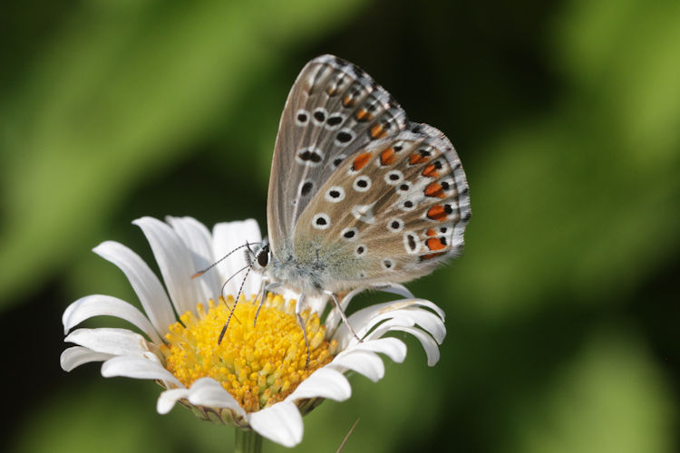 Lysandra bellargus: Bild 50