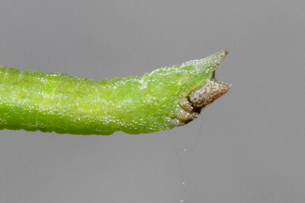 Hemistola chrysoprasaria: Bild 56